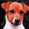 Terrier